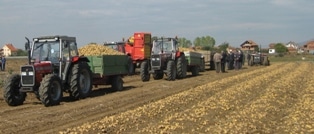 Në Pestovë u shënua Dita tradicionale e patates